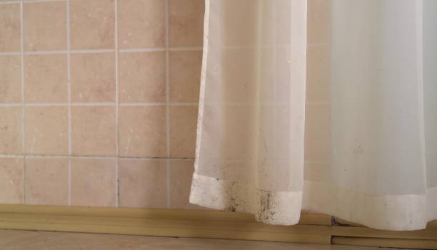 Best Black Mold Removal  in New Haven, CT
