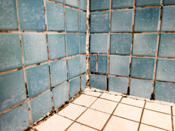 Best Mold Odor Removal Services  in New Haven, CT