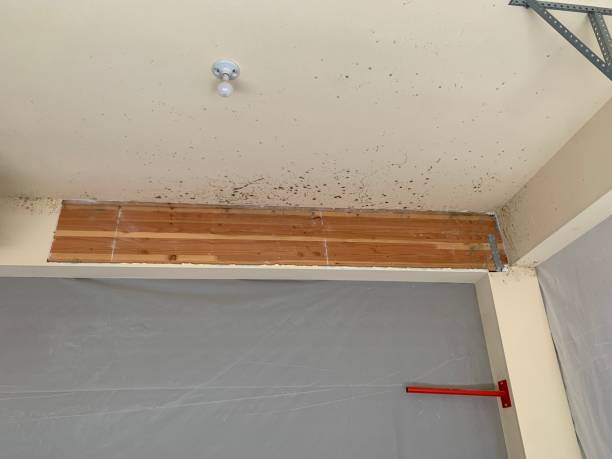 Best Emergency Mold Remediation  in New Haven, CT