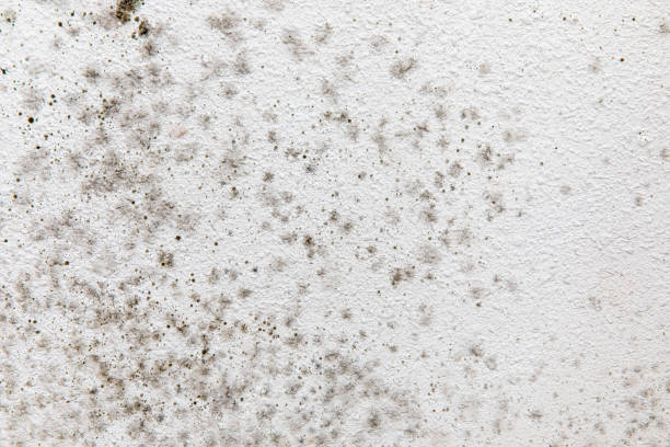 Best HVAC Mold Inspection and Cleaning  in New Haven, CT