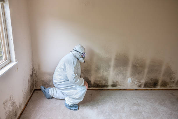 Mold Remediation for Vacation Homes in New Haven, CT